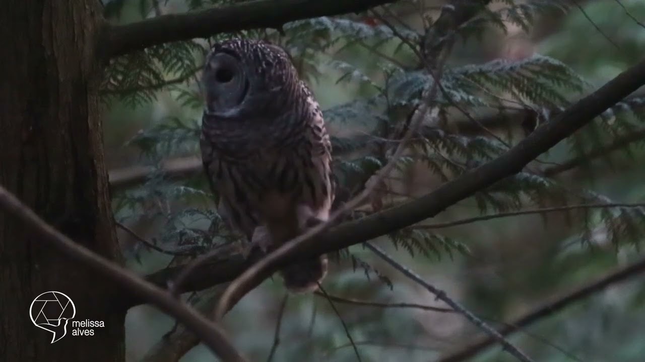 Barred Owls Mating