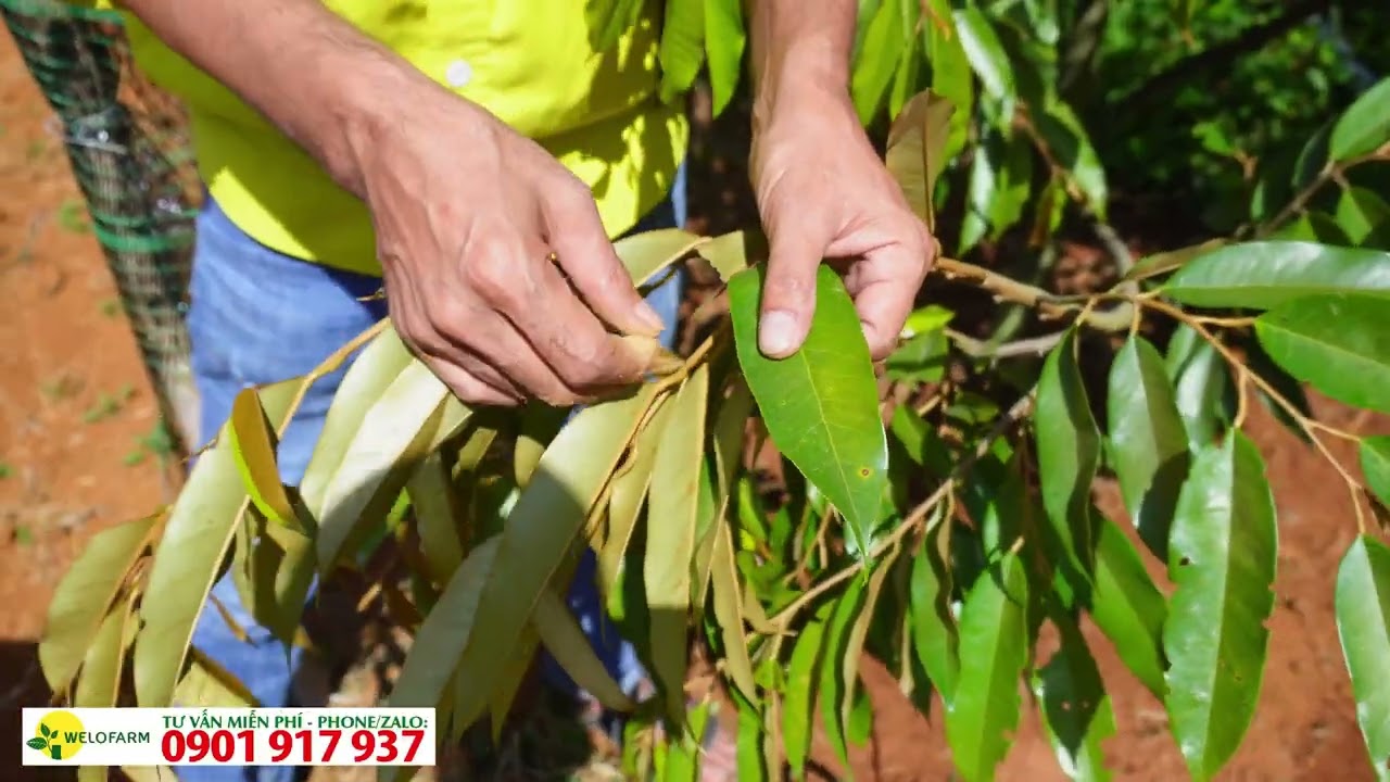 Nguyên nhân sầu riêng chậm phát triển