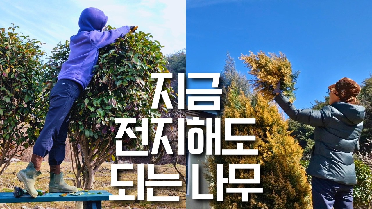 초대형 클레마티스 이식 | 상록수와 침엽수는 지금 전지하세요