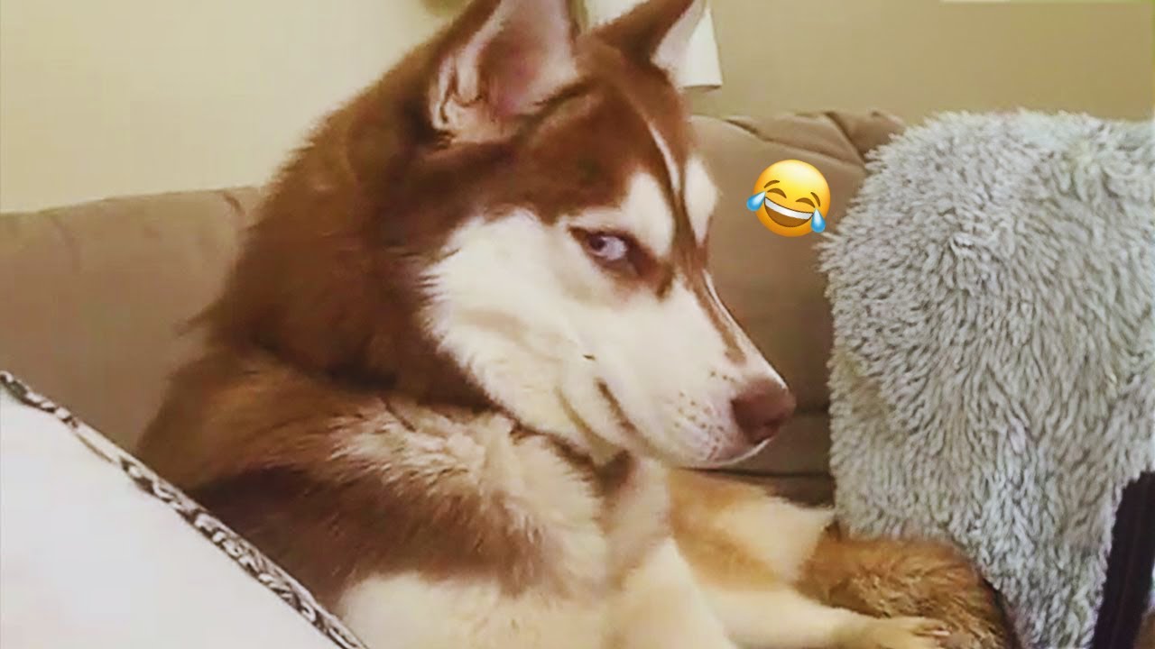 The Best of the Best! The Funniest Animal Videos of 2024! Funny DOG videos  🐶😂 #38