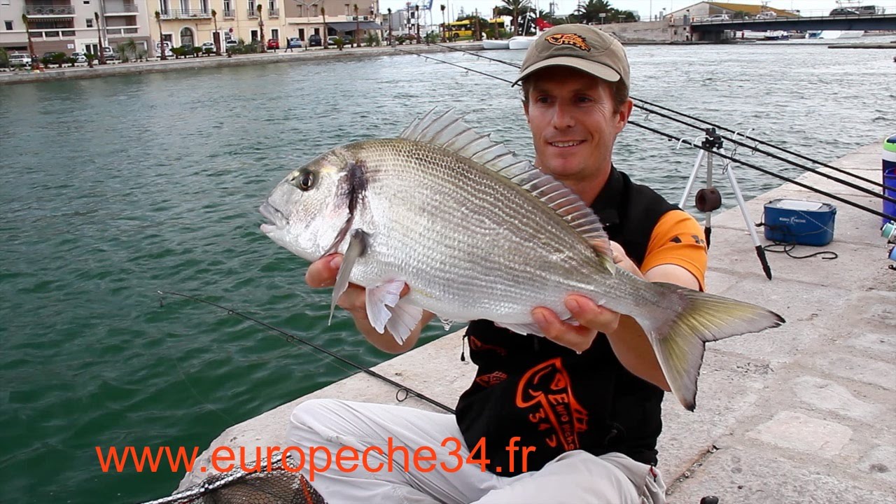 Pêche des grosses dorades de Sète par Europêche34