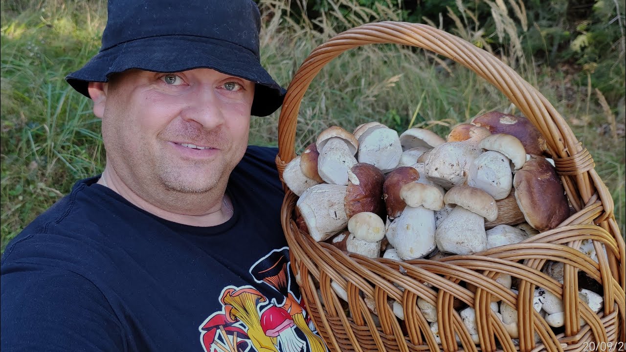 Jest WYSYP BOROWIKÓW W LASACH ŚWIĘTOKRZYSKICH