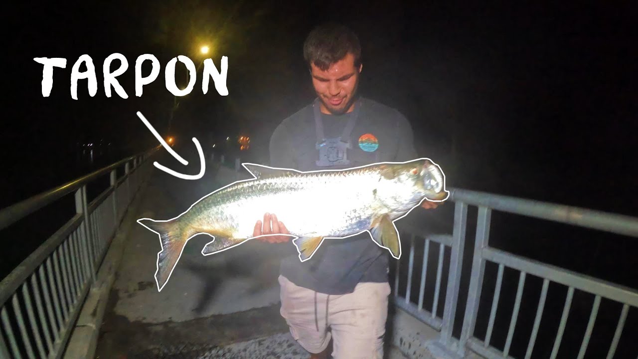 TARPON Fishing From The South Bridge! (Fort Pierce)