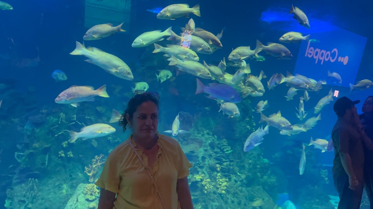 Acuario de mazatlan 17 de febrero de 2026