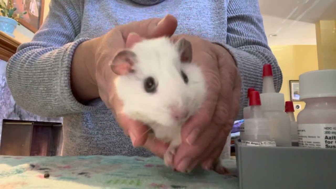 Paralyzed baby Guinea pig Trini update