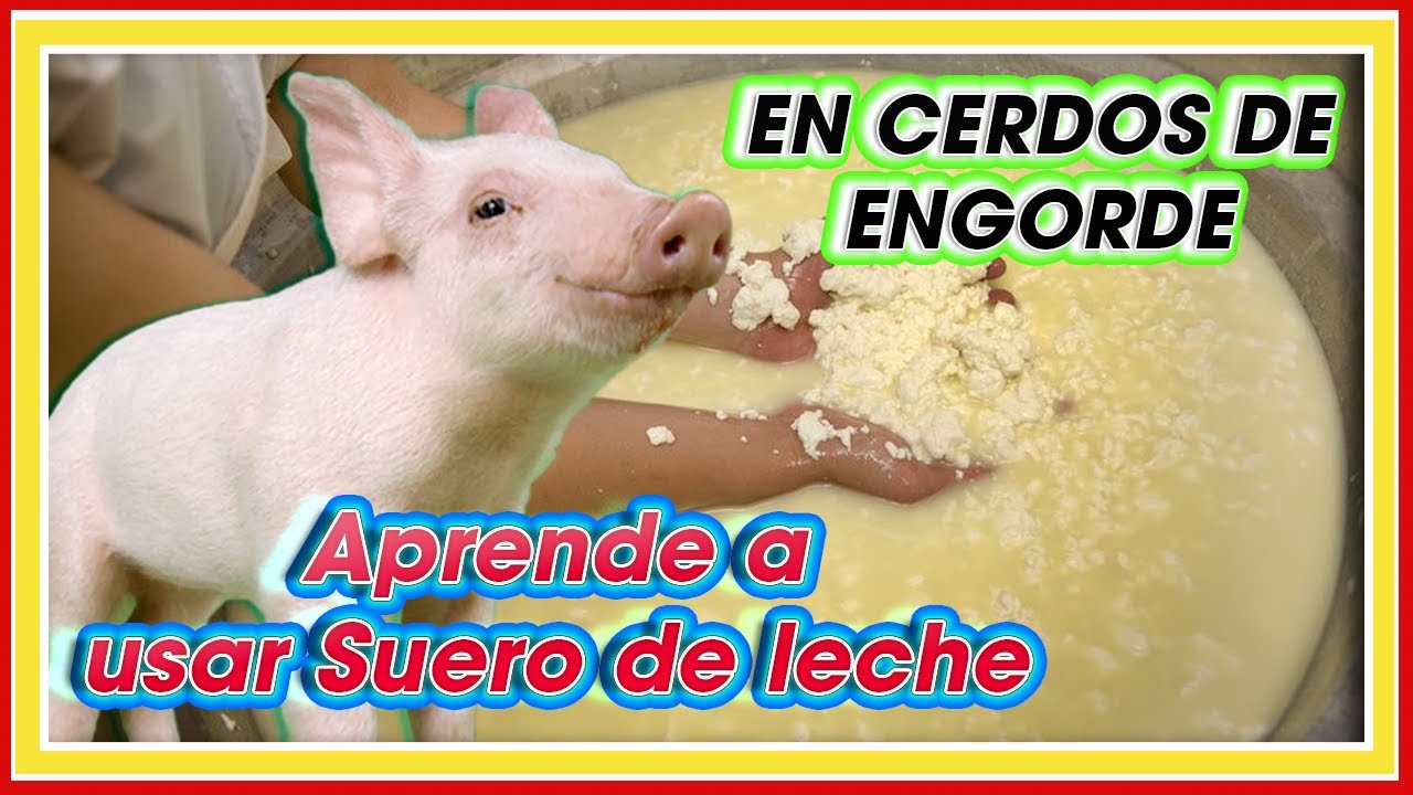 Como usar SUERO de LECHE en CERDOS ǀ Ing. Jannin Hernández Blandón MSc