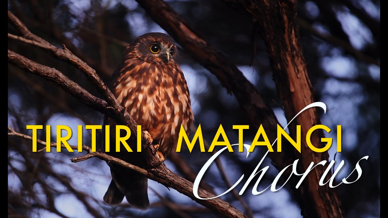 TIRITIRI MATANGI ISLAND CHORUS