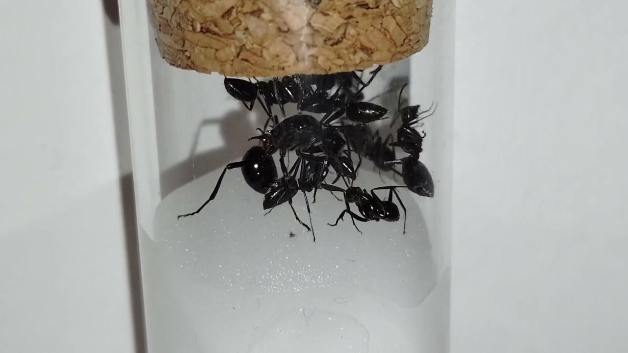 トゲアリの匂い付け　Polyrhachis lamellidens puts on a Camponotus japonicus scent on himself.