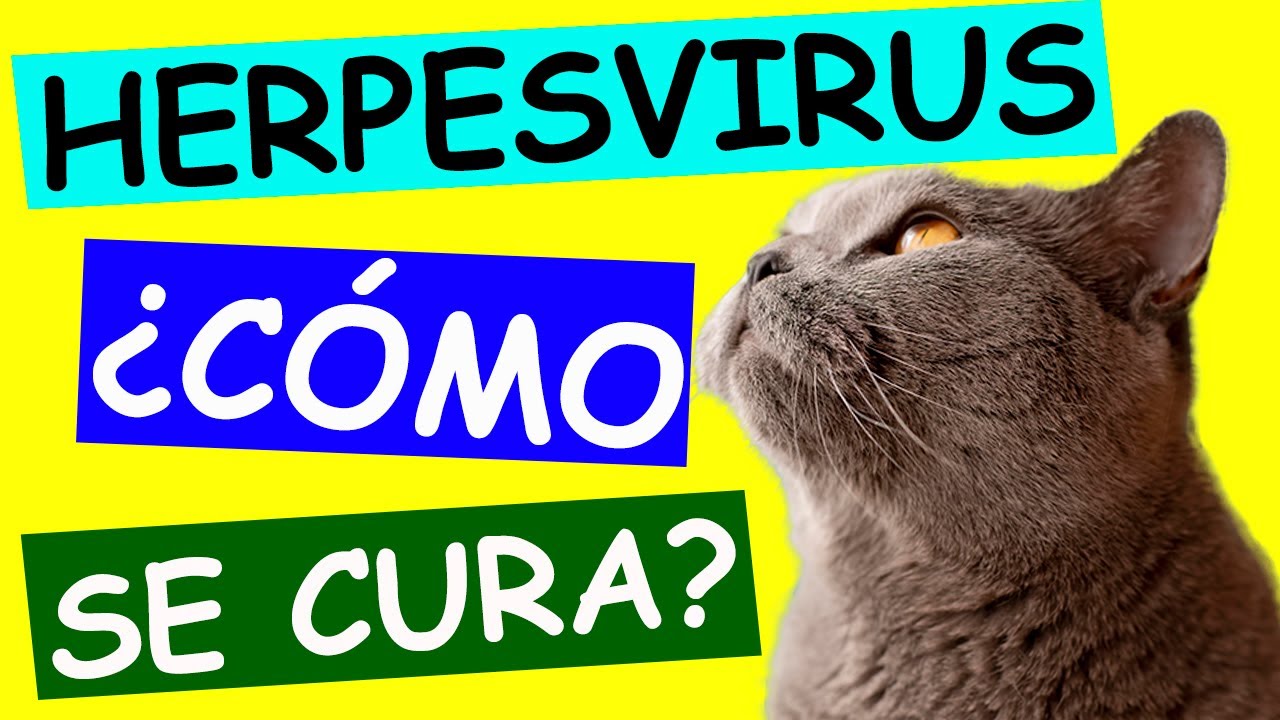 HERPESVIRUS FELINO: Todo lo que Necesitas Saber sobre esta Enfermedad en Gatos