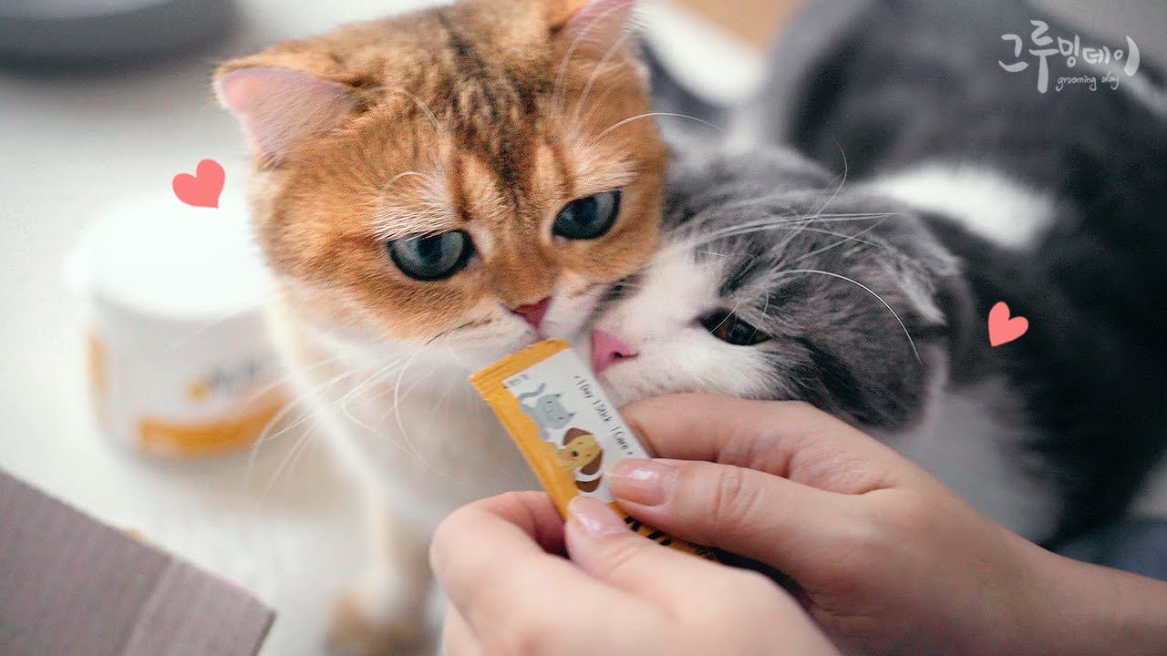 고양이가 둘이라서 더 귀여워요