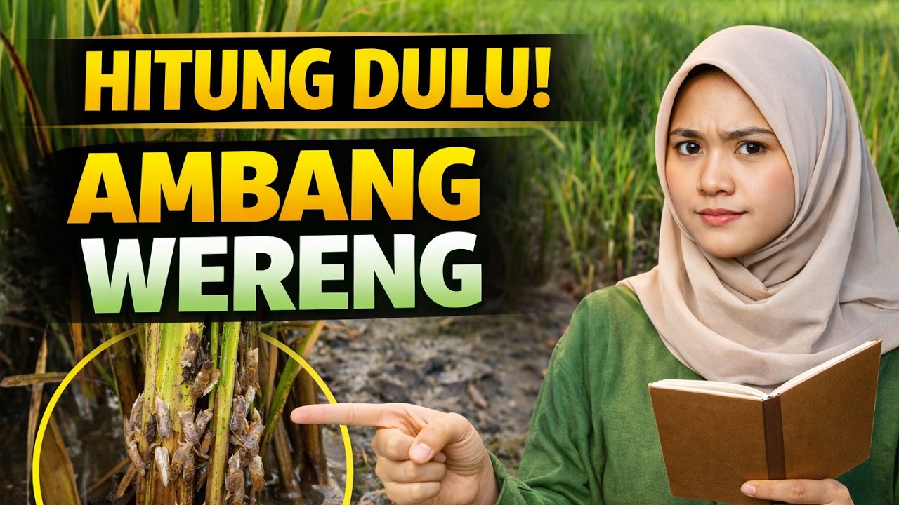 Cara Menghitung Ambang Ekonomi Wereng di Sawah (Praktis & Bisa Langsung Dipraktikkan!)