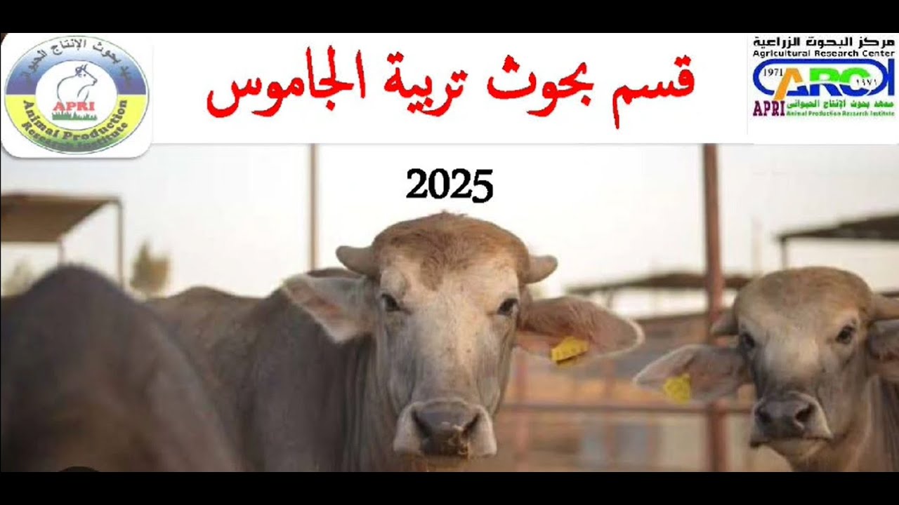 قسم بحوث تربية الجاموس بمعهد بحوث الانتاج الحيوانى