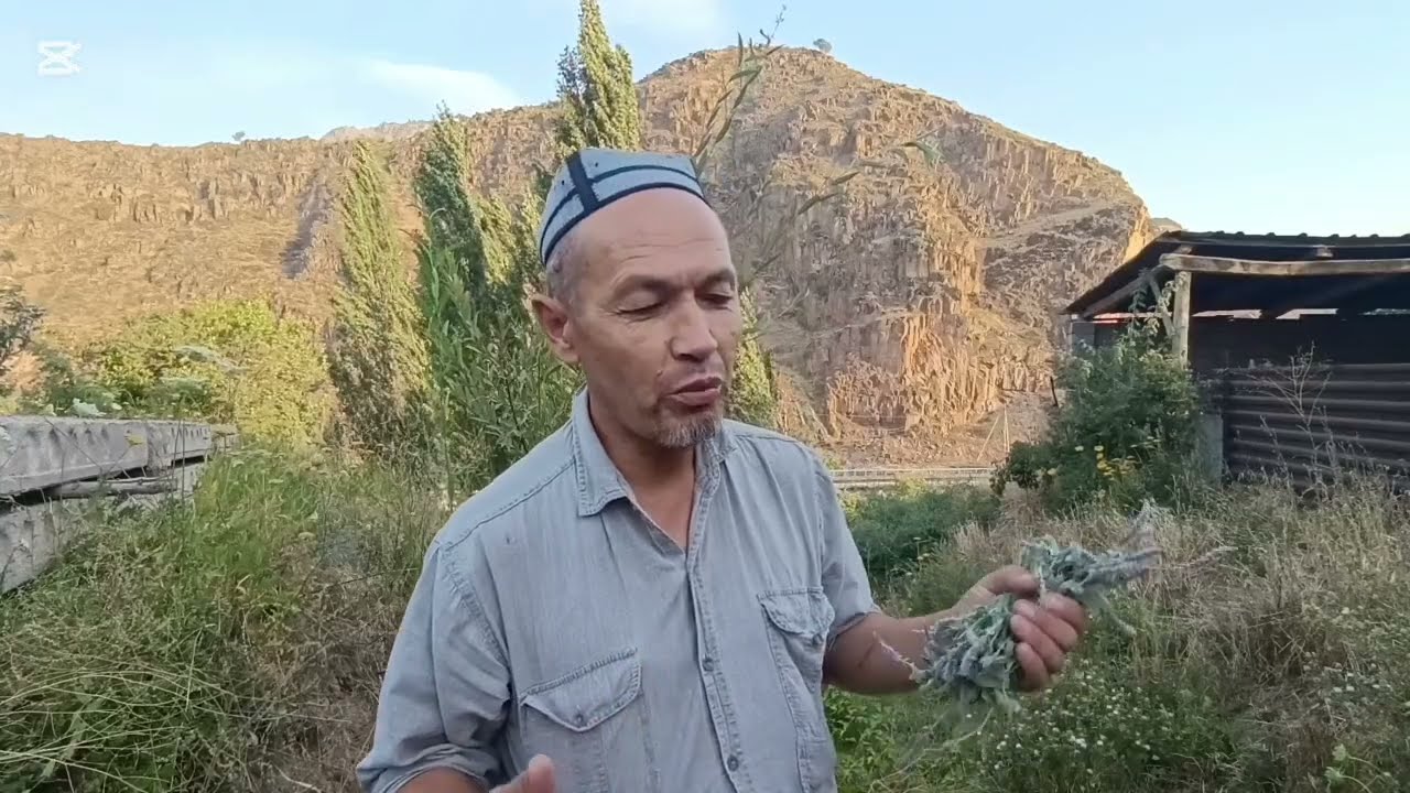 ТОГ ЁЛПИЗИ ВА КУЙ ТИКАНАК УСИМЛИГИ.БУЙРАК БЕЛ ОГРИГИГА ВА ЗОБ БУККОК КАСАЛИГА ФОЙДАСИ