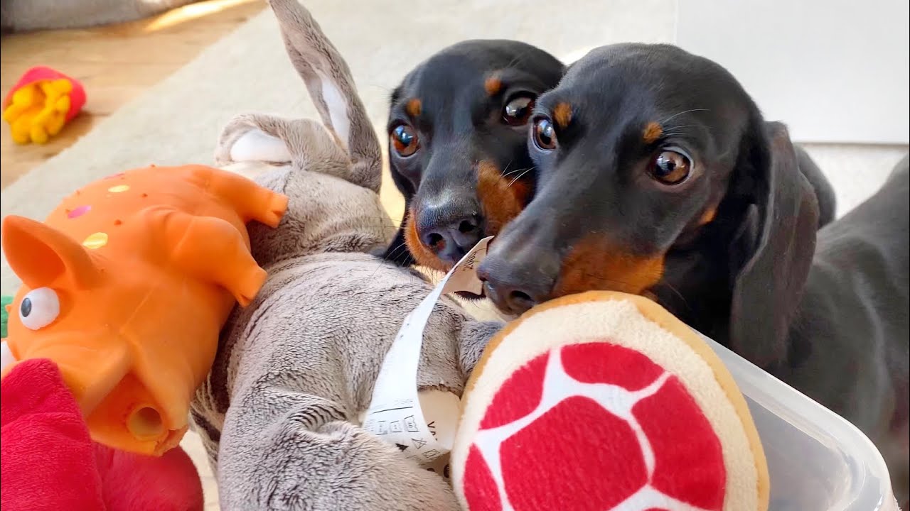 How do our Dachshunds react to a box full of toys?
