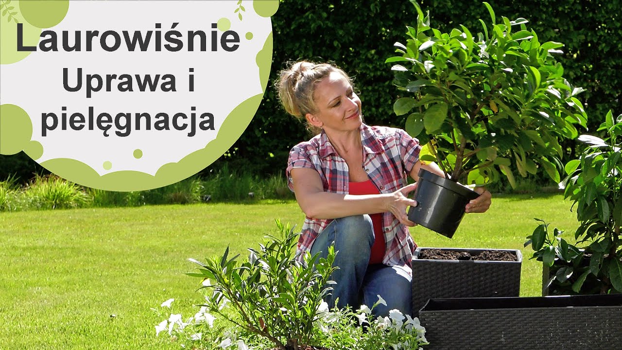 Laurowiśnie. Jak je sadzić i pielęgnować? Czy nadają się do uprawy w donicach?