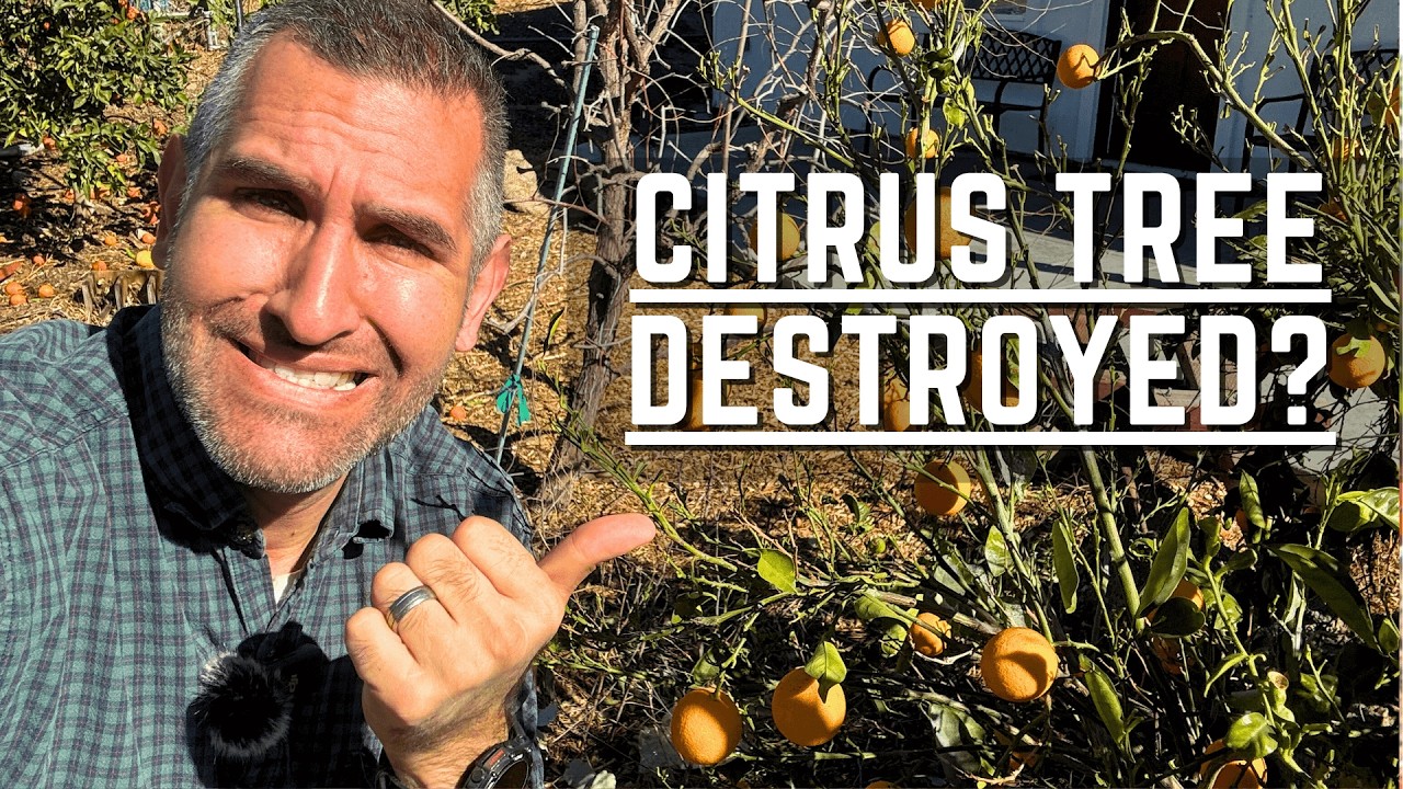 Citrus Tree Lost Its Leaves in a Windstorm or Freeze? Do THIS Immediately