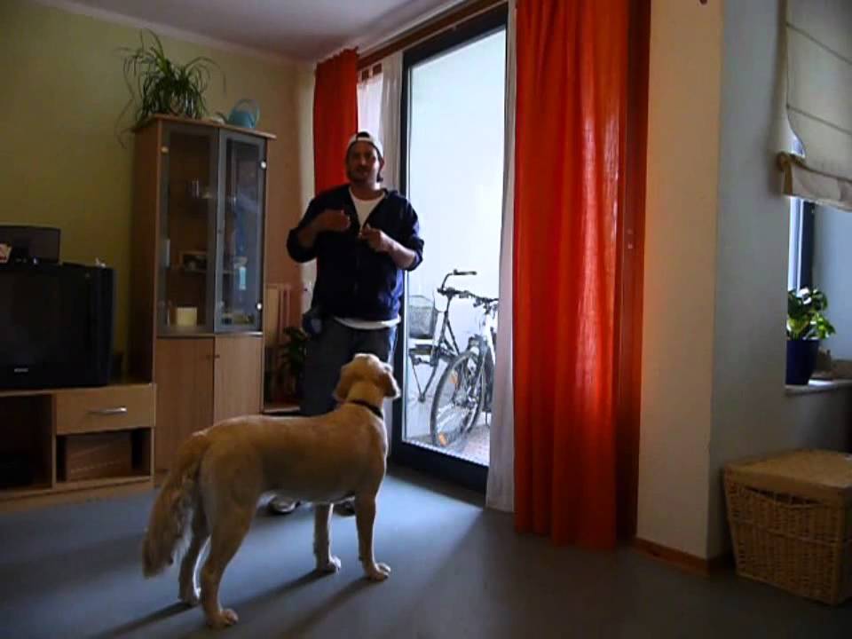 Enseñar al Perro a dar vueltas