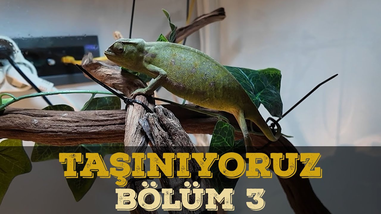 TAŞINIRKEN SUDAN KERTENKELESİ VE BUKA ÇIKTI - BÖLÜM 3