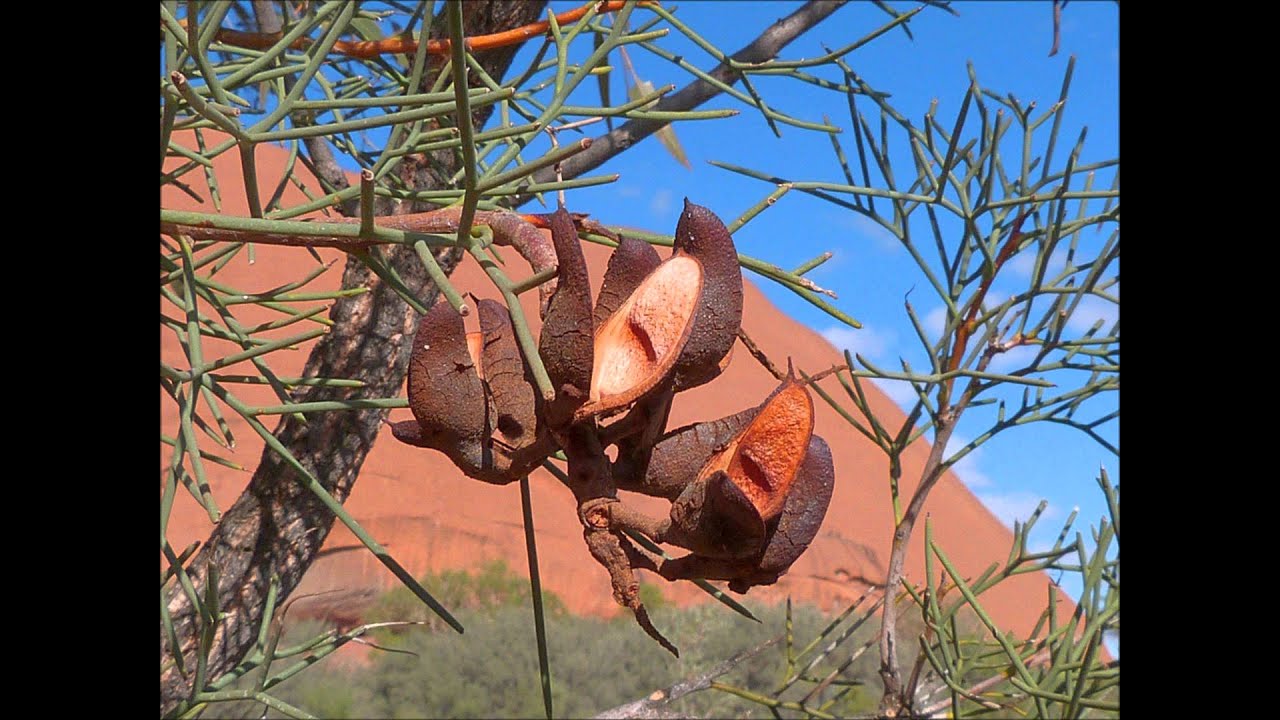 Hakea divaricata