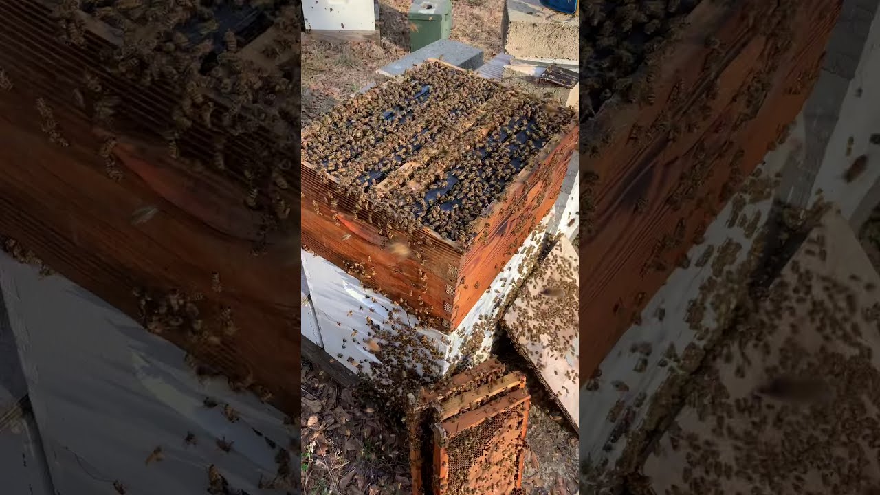 Super Strong, but Agitated Bees!
