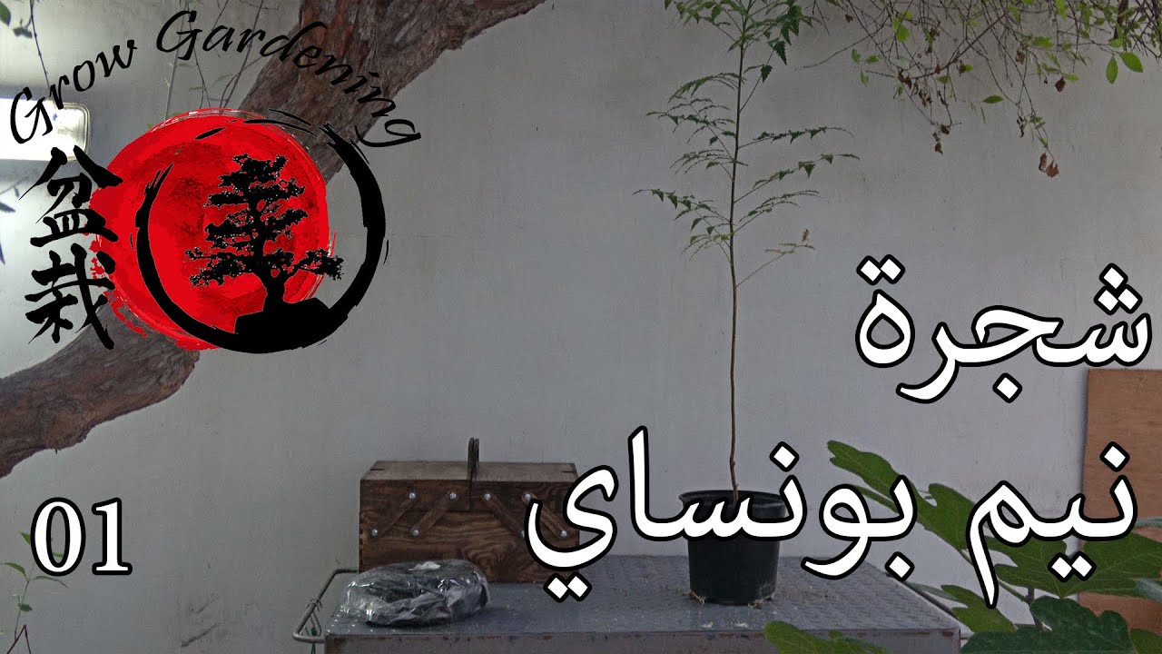 بداية تشكيل شجيرة نيم بونساي - 01