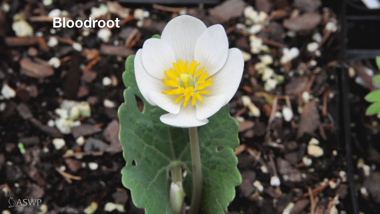 Wildflowers: Learn to identify them with our educator, Scott.
