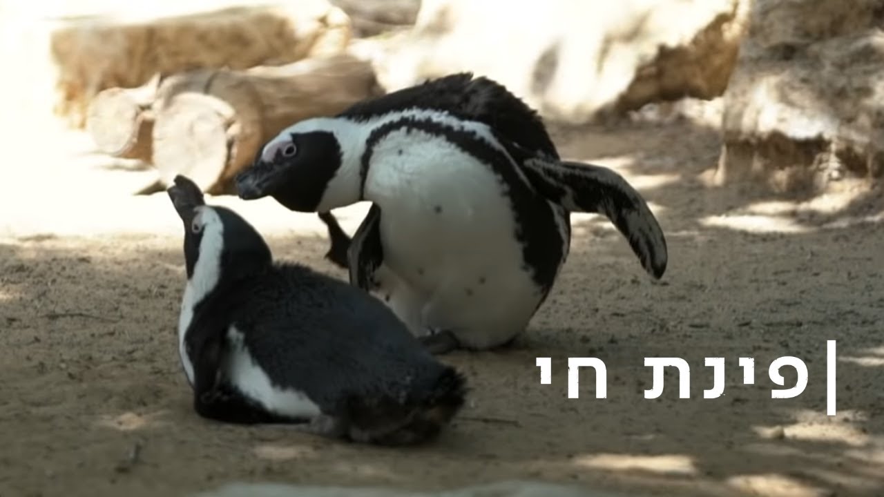 המירוץ לביצה: חיי האהבה הסוערים של הפינגווינים