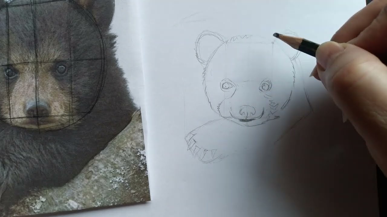 como desenhar urso realista : esboço