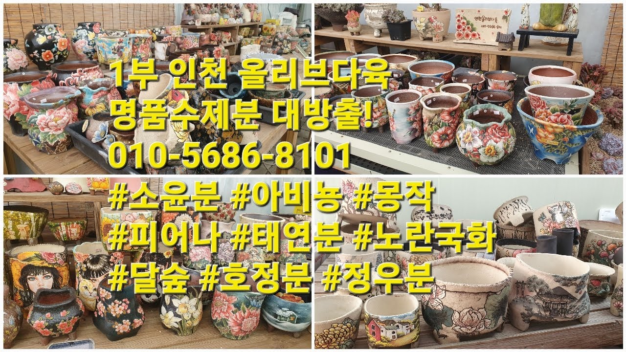 1부 인천 올리브다육 명품수제분 대방출!010-5686-8101 #소윤분 #아비뇽 #몽작 #피어나 #태연분 #노란국화 #달숲 #호정분 #정우분