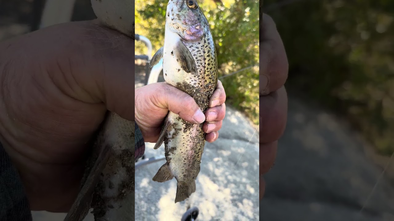 June 27, 2025 my first fish beginning of trout season Jackson lake ￼
