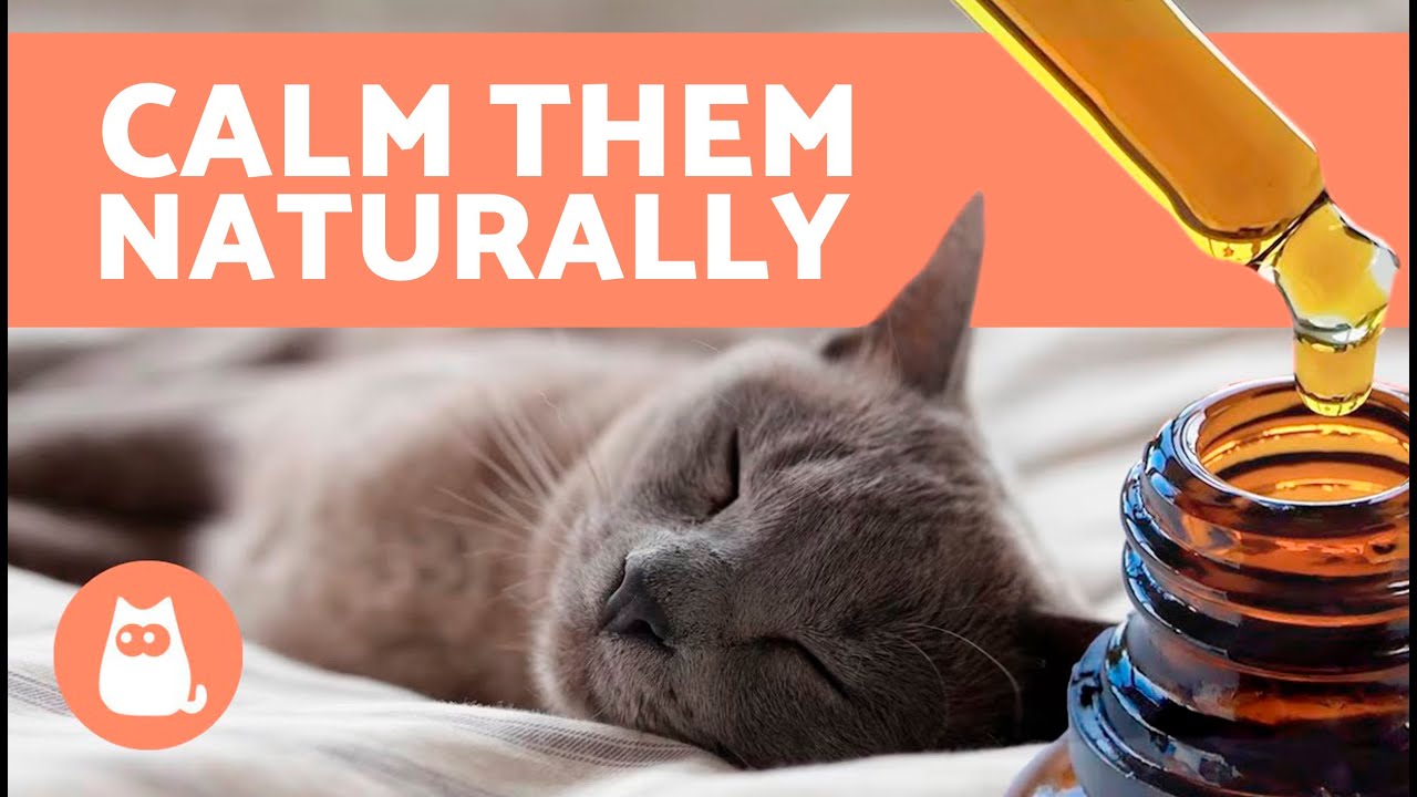 7 NATURAL TRANQUILIZERS for CATS 🐱✅ | Natural Cat Relaxation Products