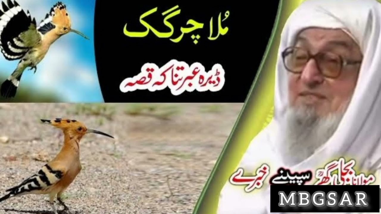 د یو مولا چرگک قصہ | مولانا بجلی گھر صاحب د پشتو بیان | سلیمان علیہ السلام قصہ | Maulana Bijligar S