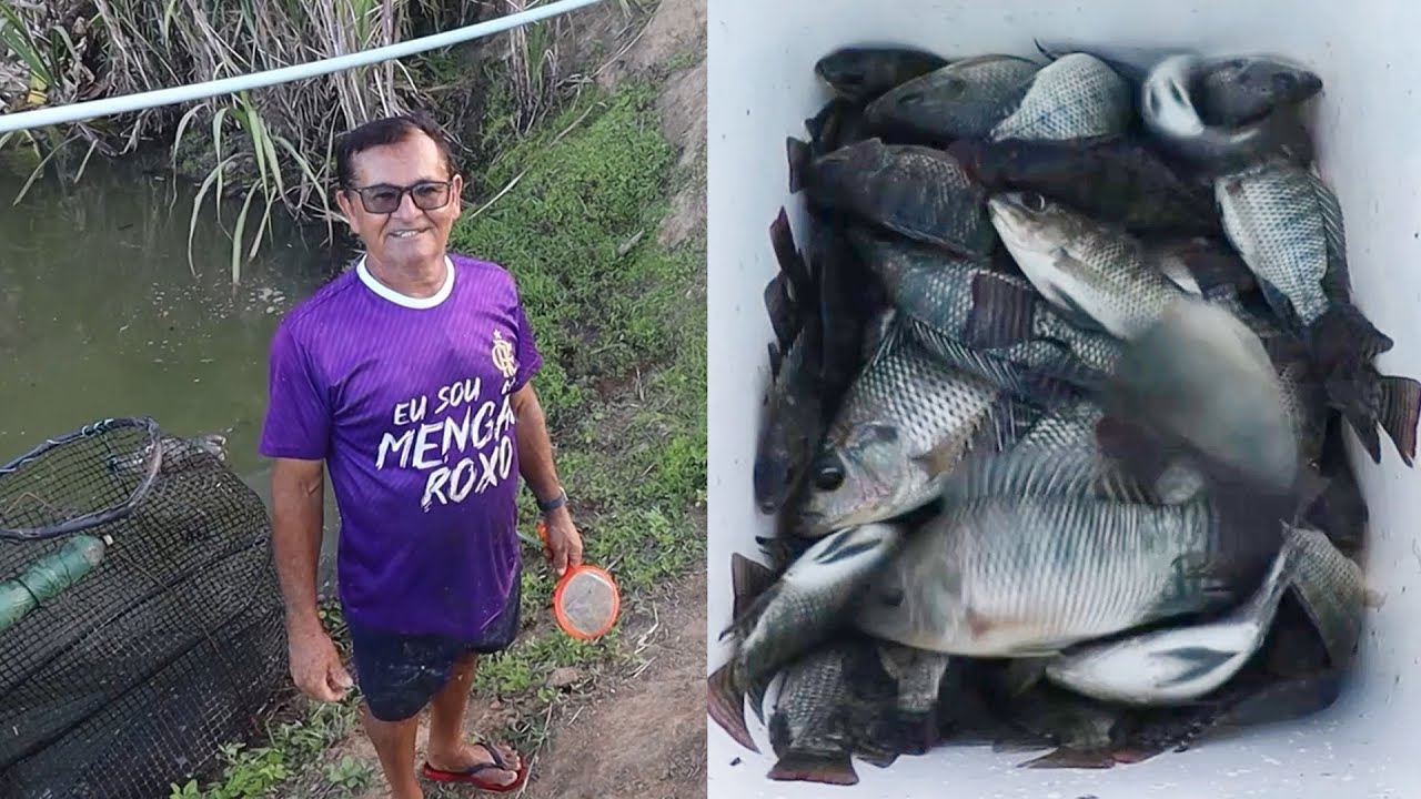 VENDENDO ALEVINOS DE TILÁPIA DO MEU POÇO