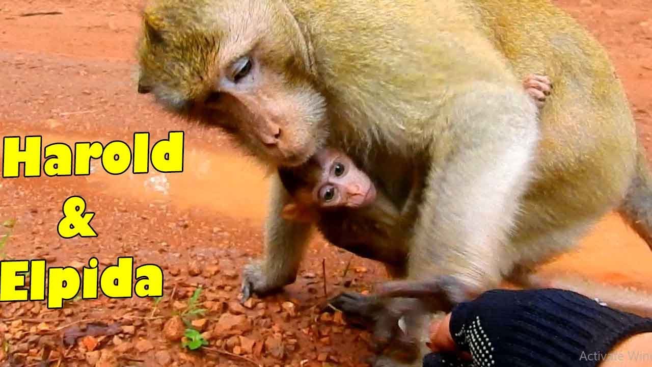 Surprisingly! Harold Is The Hero For Poor ELPIDA He Can Hold And Care Her For Almost Whole Day.