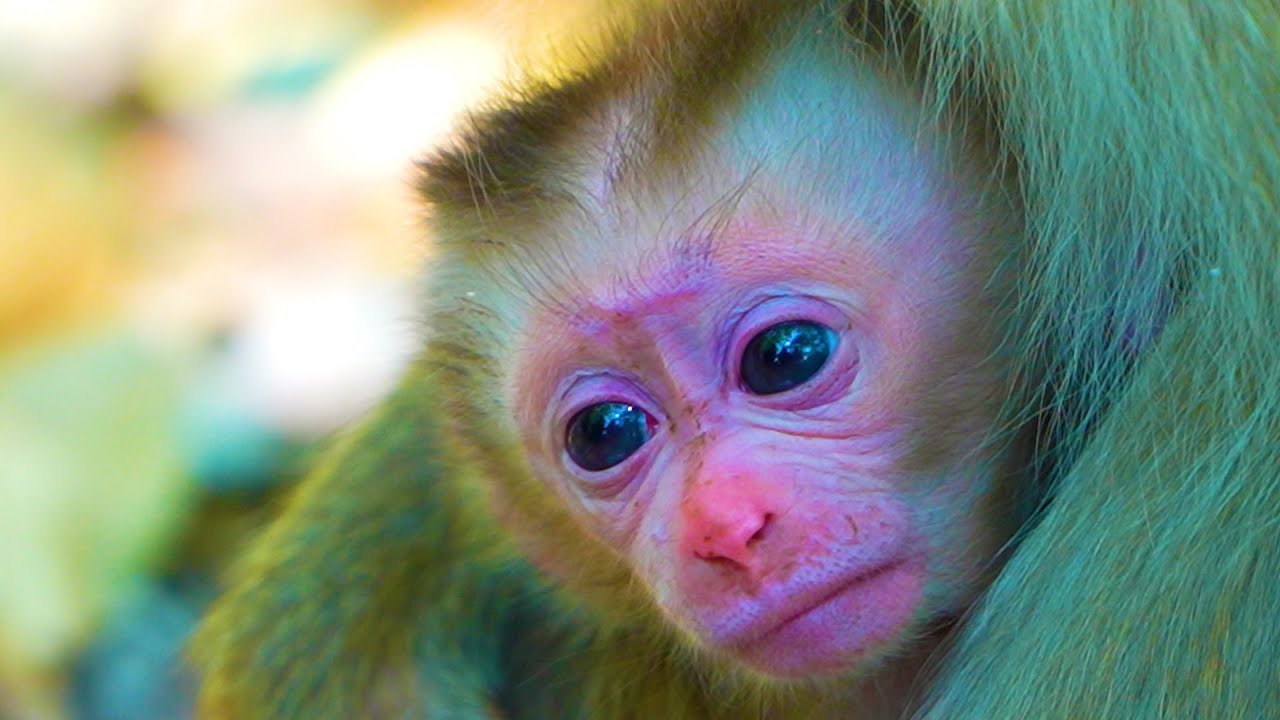 Full Clip Newborn Baby Lilo In Second Day With Mom Lila