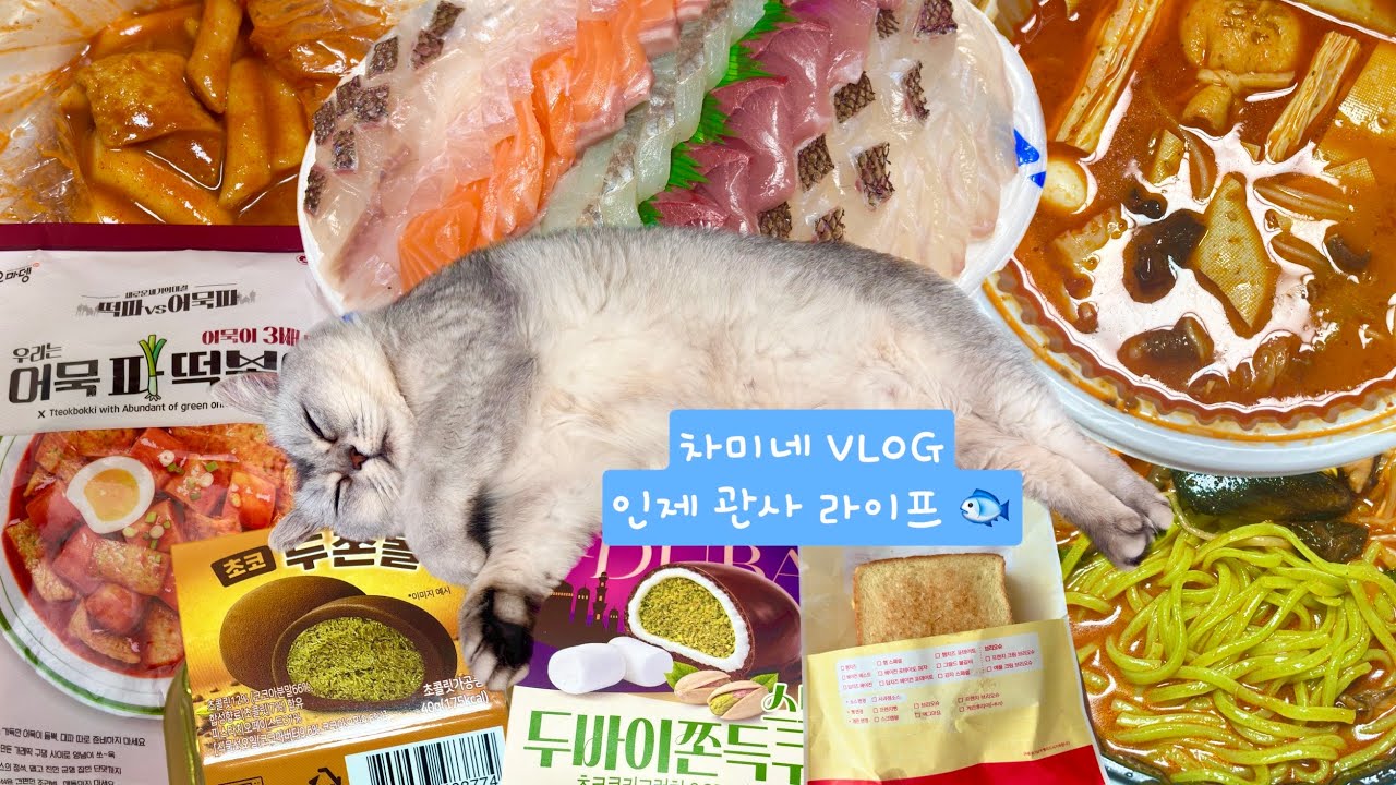 차미네 VLOG)밤🌙 낮☀️ 바뀌어 버린 차미쒸 /인제고냥이 차미 💗/인제관사라이프⭐️/브리티쉬숏헤어/차미네집밥로그