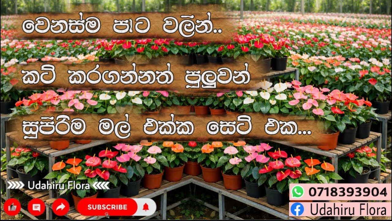 වර්ග 10කින් මල් එක්ක සුපිරිම ගස් 10ක් අඩුම මිලට ගන්න💸👌 | ගත්ත ගමන් කට් කරල ඉක්මනින් පැල බෝ කරගන්න🪴🔜🌱