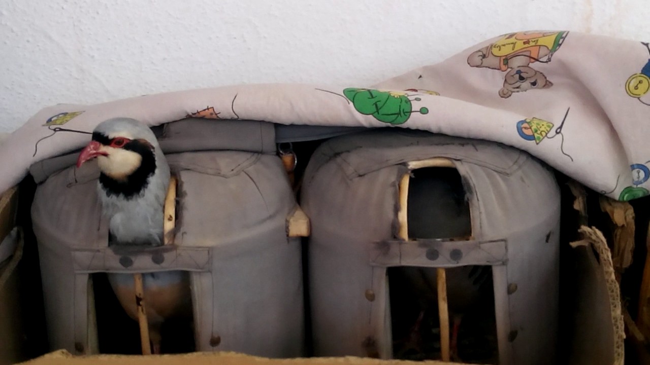 Kekliklerin özü Adıyaman Kahta Narlıdere koyu