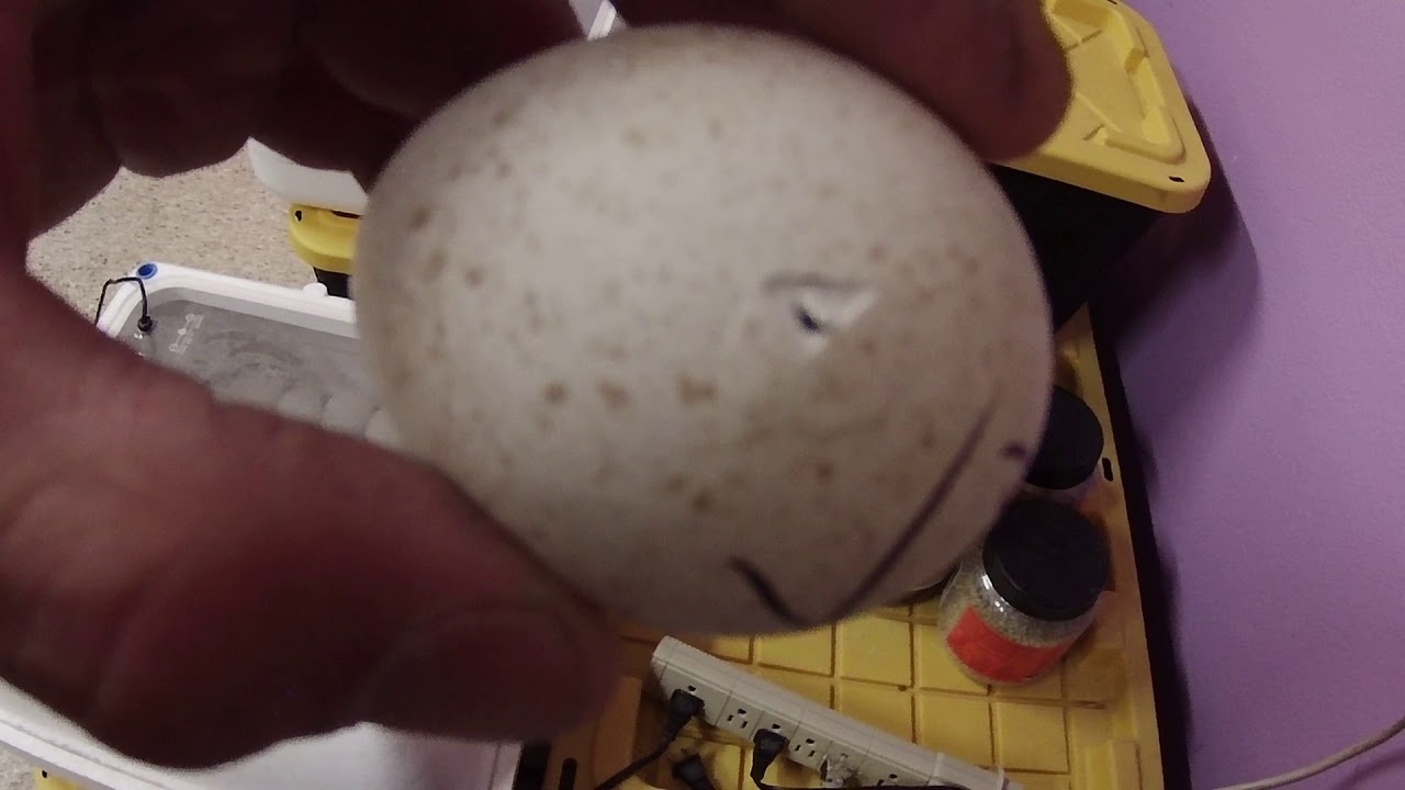 One Trick to Greatly Improve Turkey Egg Hatch Rates