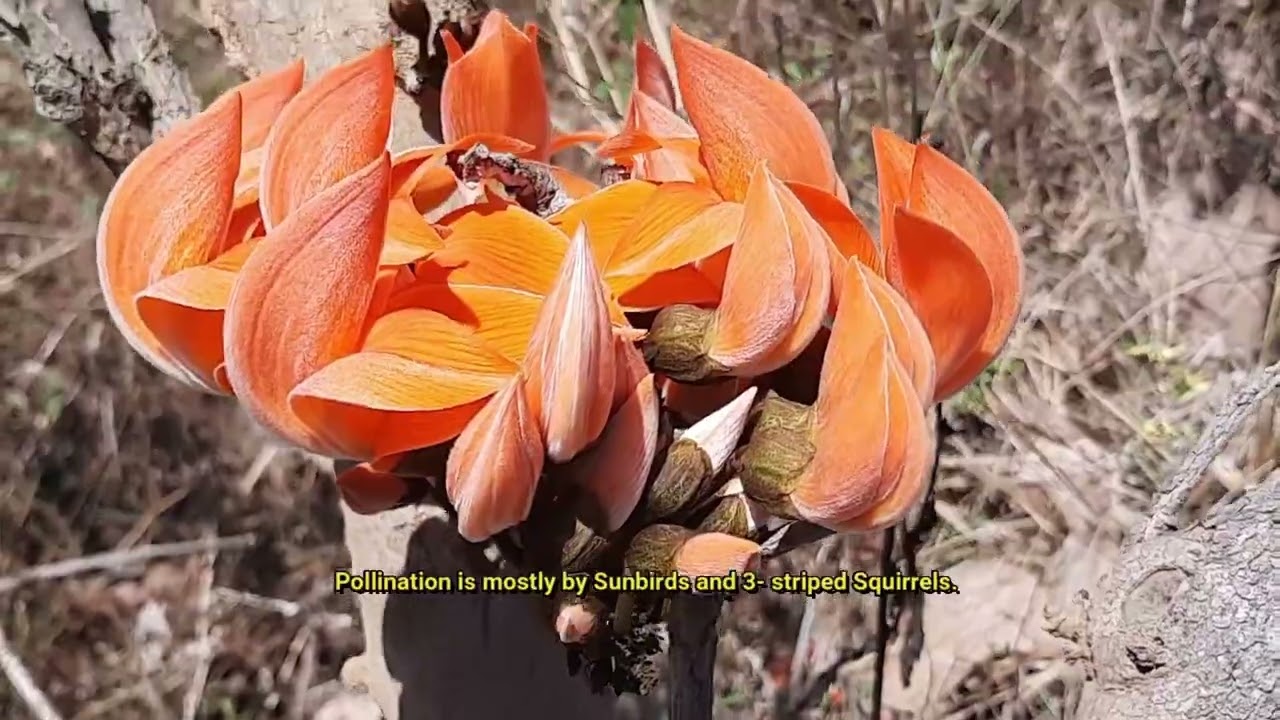 Flame- of- the -forest -  Palash | Dhak (Butea monosperma )
