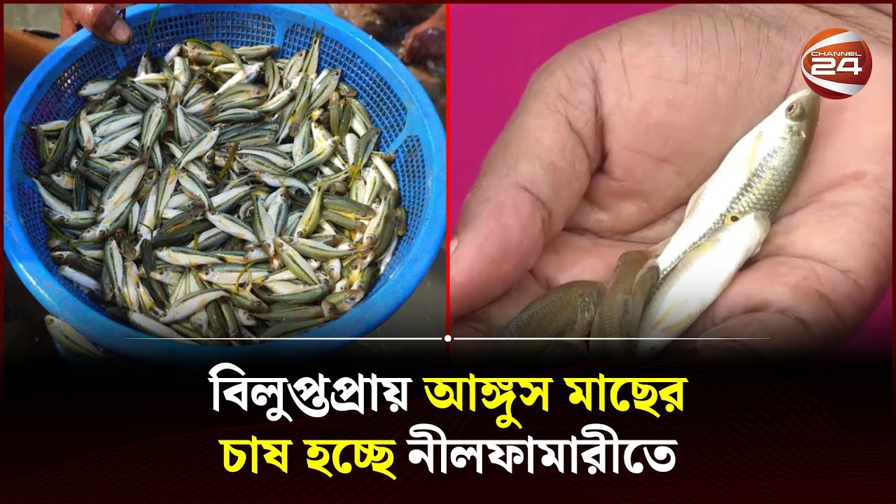 ৫ বছর নানান পরীক্ষা-নিরীক্ষার পর অবশেষে মিলেছে সমাধান | Nilphamari | Angus fish | Channel 24