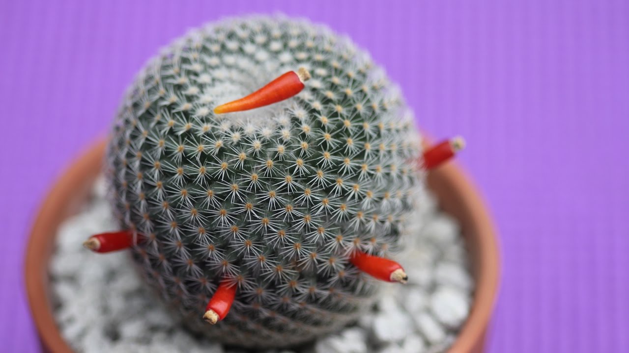 How to Harvest Seeds from Cactus Fruit with Sucs for You!