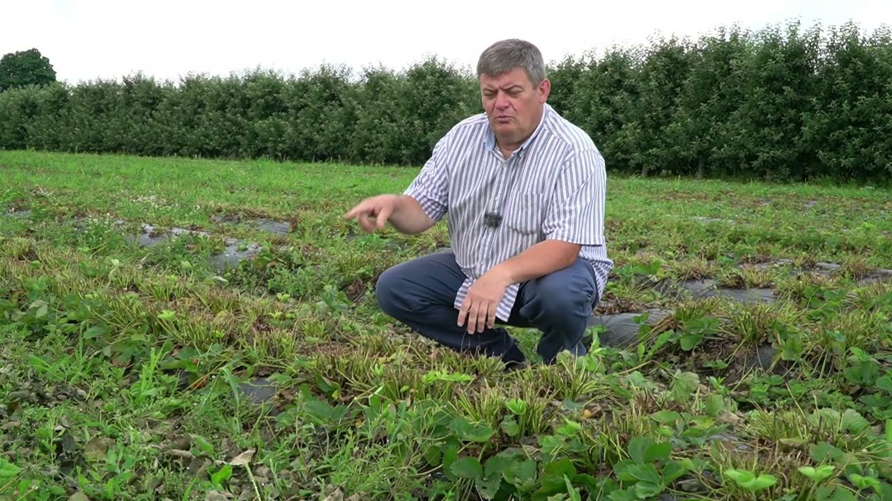 Plantacje po zbiorach – komunikat Zbigniew Marek, 6.07.22