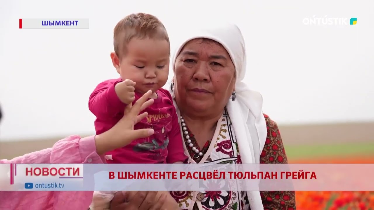 В ШЫМКЕНТЕ РАСЦВЁЛ ТЮЛЬПАН ГРЕЙГА
