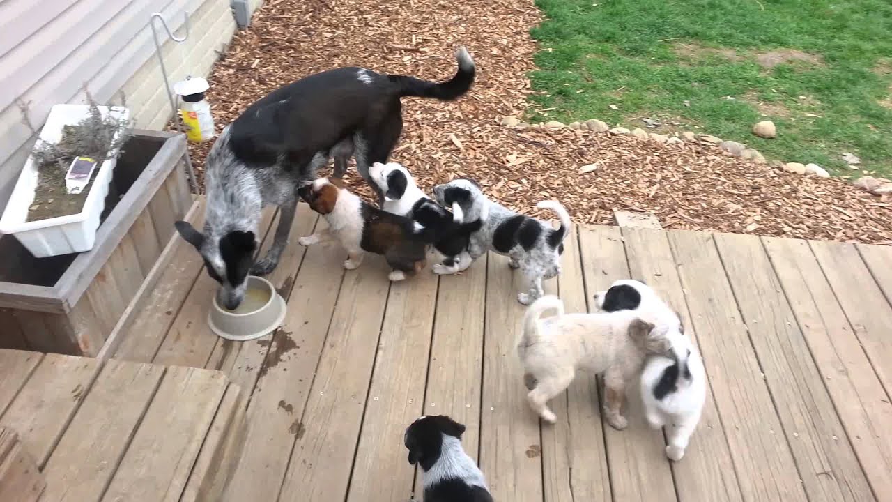 Mama weaning puppies