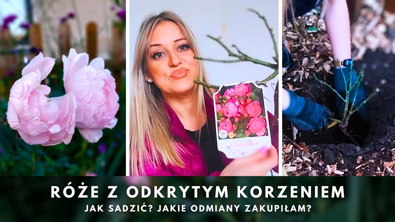 Jak sadzić wiosną róże z gołym korzeniem. Jakie odmiany zamówiłam?