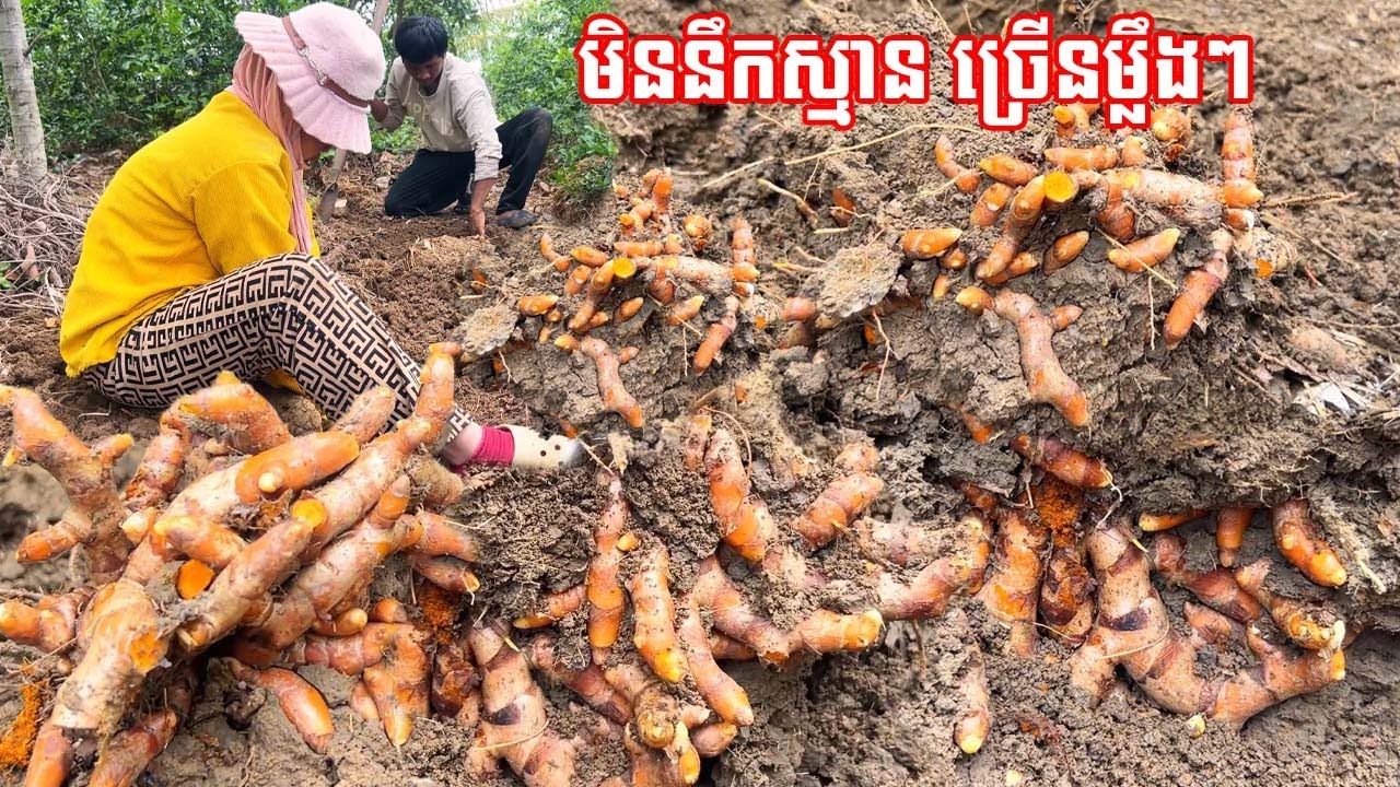 លោកអើយ! មិននឹកស្មានថា ច្រើនម្លឹងៗ ១ឆ្នាំគាស់ម្តង /didn't expect that there would be so many tubers.