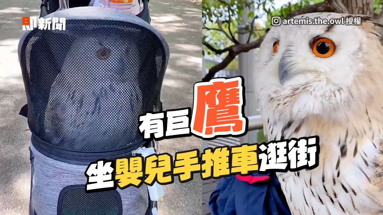 貓頭鷹坐手推車像巨嬰　Chill樣逛大街超萌｜寵物｜鳥｜猛禽｜精選影片