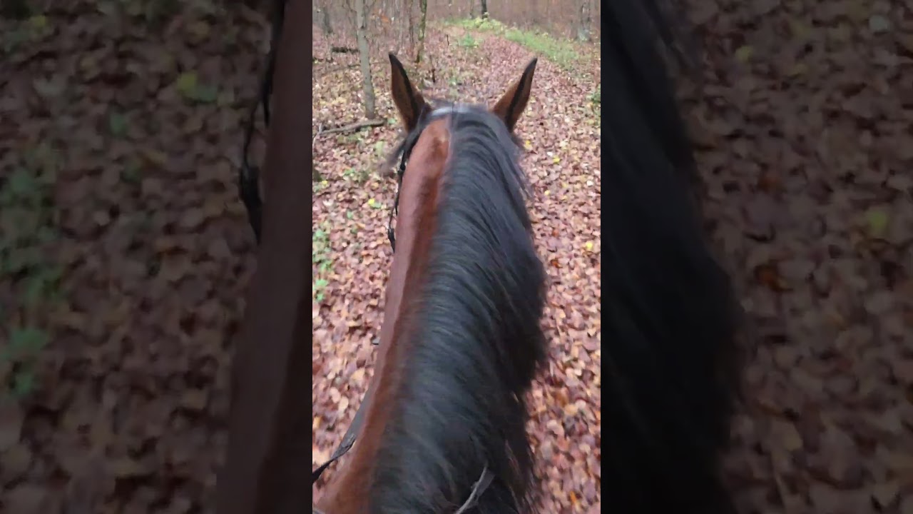 Entspannt mit dem Pferd durch den Wald 🪾🍂🐴 