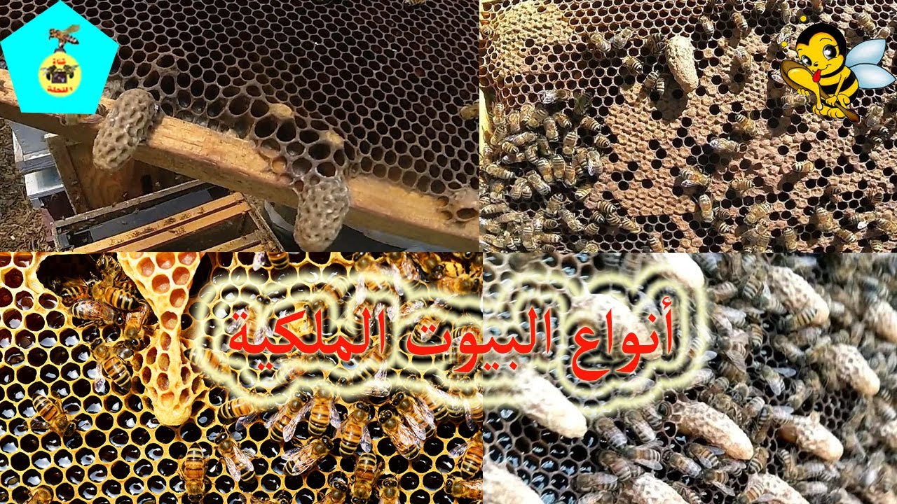 أنواع البيوت الملكية وأيهما أحسن